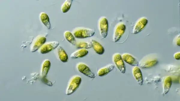 3D-Printed Plastic Beaker Could Be Key to Growing Algae on Mars