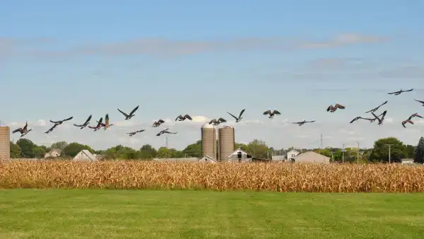 Evolving Bird Flu Strains Challenge Global Efforts to Protect Farm Flocks