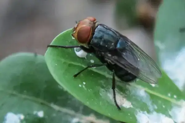 Billions of Flies to Be Bred in U.S. Battle Against Devastating Crop Pest Billions of Flies to Be Bred in U.S. Battle Against Devastating Crop Pest